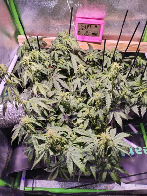 inbound2582047623426589360.jpg (6.35 MiB) Przejrzano 831 razy U mnie tak i jak idą panny 8 dzień kwitnie